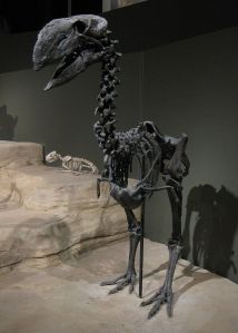 Gastornis,_a_large_flightless_bird_from_the_Eocene_of_Wyoming